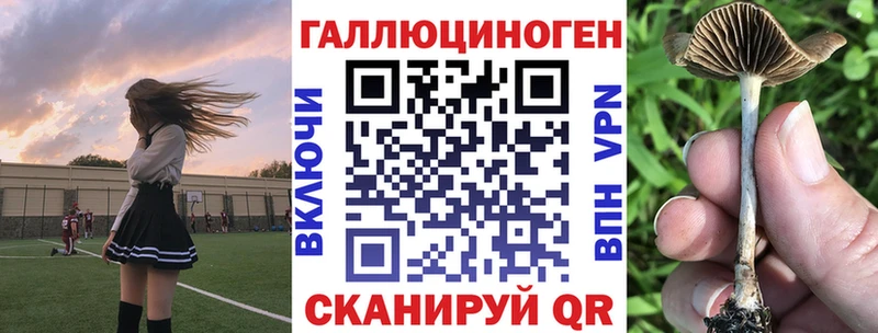 Купить  Грайворон  Галлюциногенные грибы Psilocybe 
