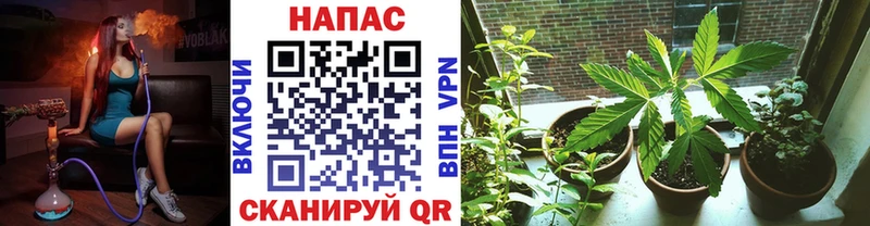 Купить закладки  Грайворон  Канабис семена 
